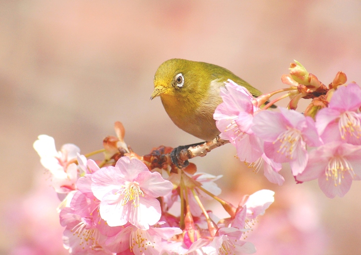 http://www.kanbannikka.com/blog/images/pixta_13123239.jpg