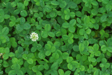 にっかちゃんの日記